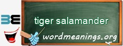 WordMeaning blackboard for tiger salamander